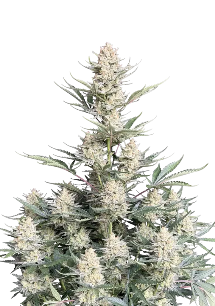 Fast Buds – BubbleGum Auto – semi da collezione (10 pz)
