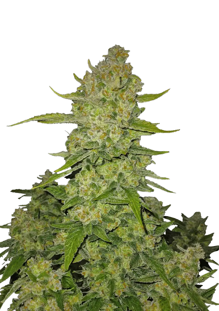 Fast Buds – Papaya Cookies Auto – semi da collezione (100 pz)