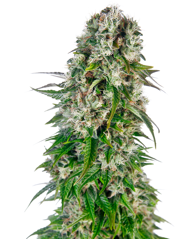 Sensi Seeds – Big Bud Automatic autofiorenti – semi da collezione (10 pz)