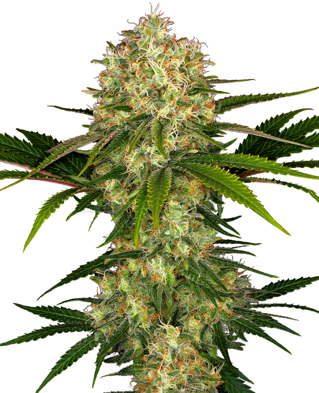 Sensi Seeds – Afghani #1 femminizzati – semi da collezione (10 pz)