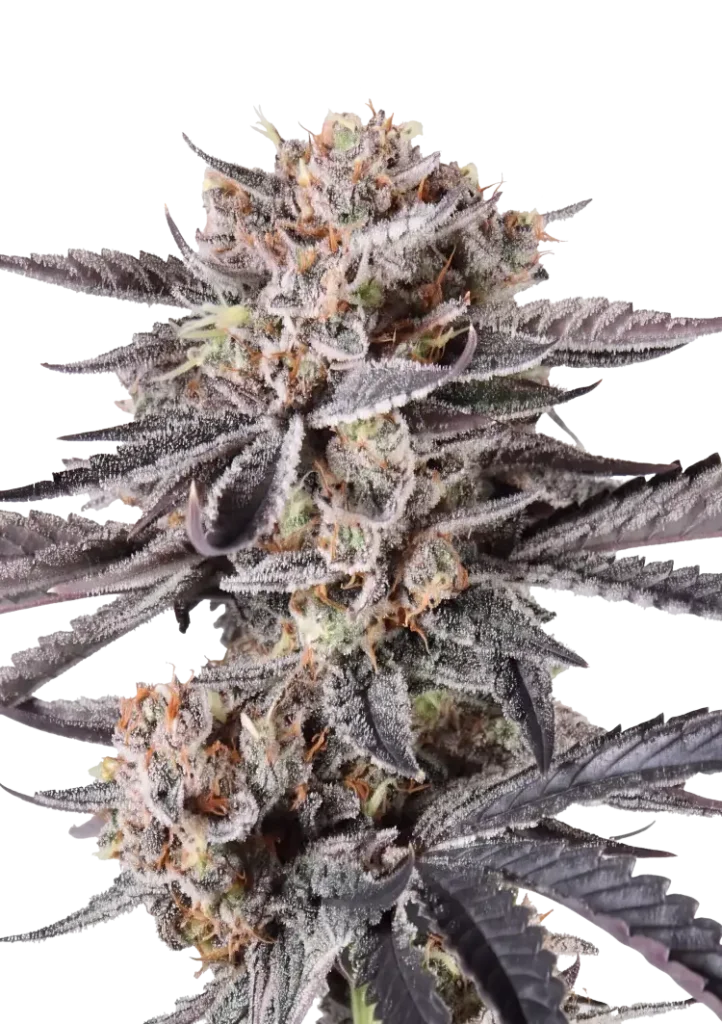 Fast Buds – Mendo Cherry Cookies Auto – semi da collezione (5 pz)