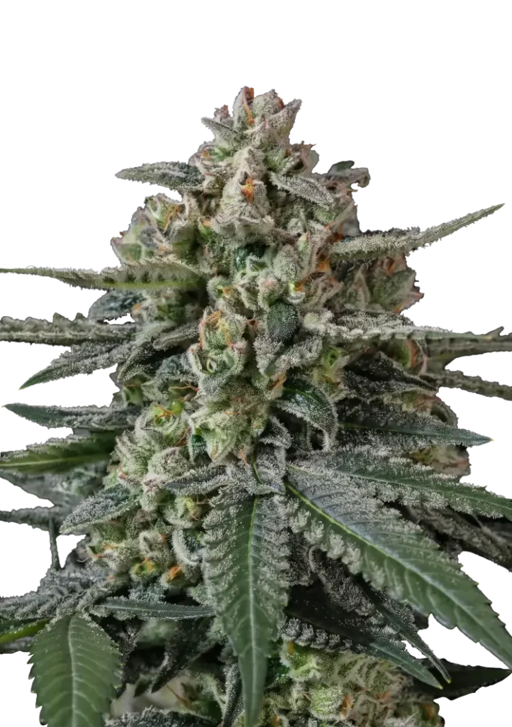 Fast Buds – Banana Frost Auto – semi da collezione (5 pz)