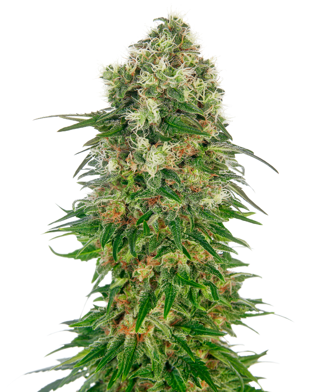 Sensi Seeds – Shiva Skunk Automatic autofiorenti – semi da collezione (10 pz)