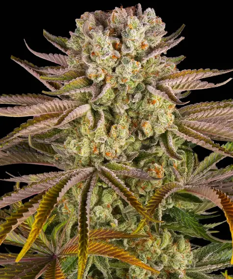 Barney's Farm – Pineapple Express femminizzati – semi da collezione (10 pz)