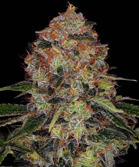 Barney's Farm – Shiskaberry femminizzati – semi da collezione (10 pz)